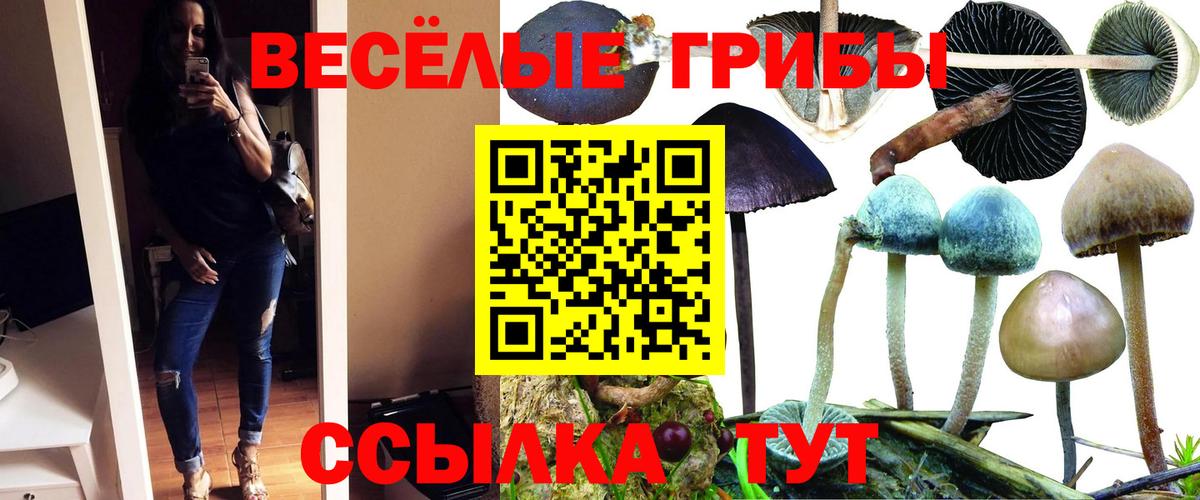 Кизилюрт  Псилоцибиновые грибы Cubensis  Вход с VPN 